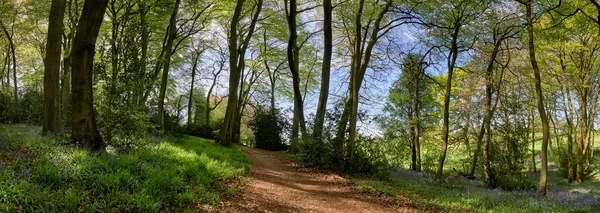 Panoramablick Auf Wälder Die Einen Fußweg Zeigen Der Einem Stiel — Stockfoto