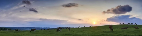 Vista Panorâmica Uma Manada Vacas Dispersas Pastando Campos Chiltern Hills — Fotografia de Stock