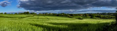 İngiltere 'nin Chiltern Hills şehrinde yağmur bulutu altında büyüyen yeşil buğdayın panoramik görüntüsü