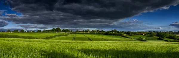 イングランド チルターンヒルズの雨雲が頭上に広がる畑で育つ緑の小麦のパノラマビュー — ストック写真