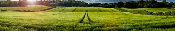 Panorámás Kilátás Zöld Búza Növekvő Területen Chiltern Hills Anglia — Stock Fotó