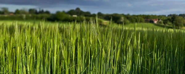 Chiltern Hills Ngiltere Deki Bir Tarlada Yetişen Yeşil Buğdaya Yakın — Stok fotoğraf