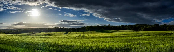 Panoramautsikt Över Grönt Vete Växer Ett Fält Med Sol Skiner — Stockfoto