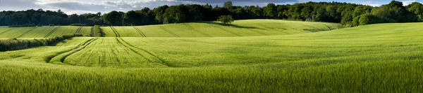 イングランド チルターンヒルズの畑で育つ緑の小麦のパノラマビュー — ストック写真