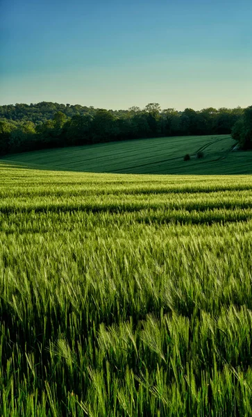 Vista Retrato Trigo Verde Crescendo Campo Chiltern Hills Inglaterra — Fotografia de Stock