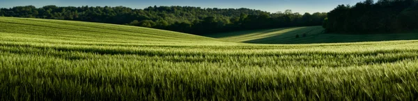 Panoramiczny Widok Zieloną Pszenicę Rosnącą Polu Chiltern Hills Anglia — Zdjęcie stockowe