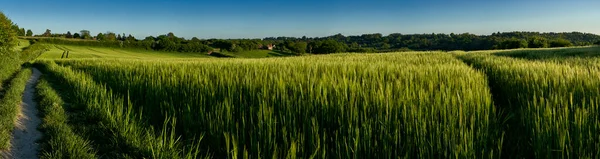 イングランド チルターンヒルズの畑で育つ緑の小麦のパノラマビュー — ストック写真
