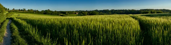 Panorámás Kilátás Zöld Búza Növekvő Területen Chiltern Hills Anglia — Stock Fotó