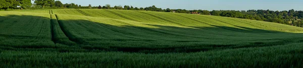 Panoramic View Green Wheat Growing Field Chiltern Hills England — Stock Photo, Image