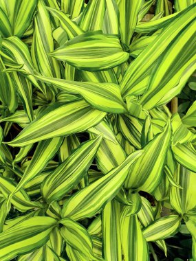 Çeşitli bitkilerin güzel renkli yaprakları. Parlak yeşil renkli yapraklar çok yakından büyür..