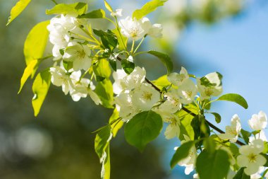çiçeği elma brunch