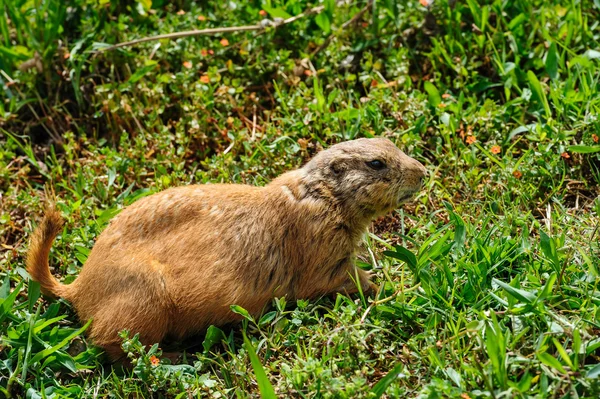 Gopher a zöld rét — Stock Fotó