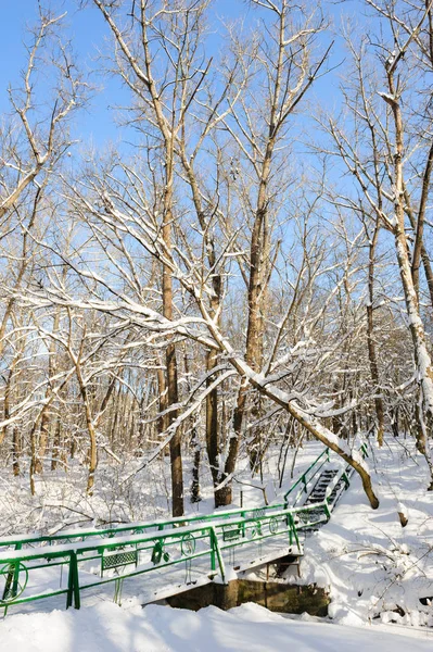Hóval borított fák téli — Stock Fotó