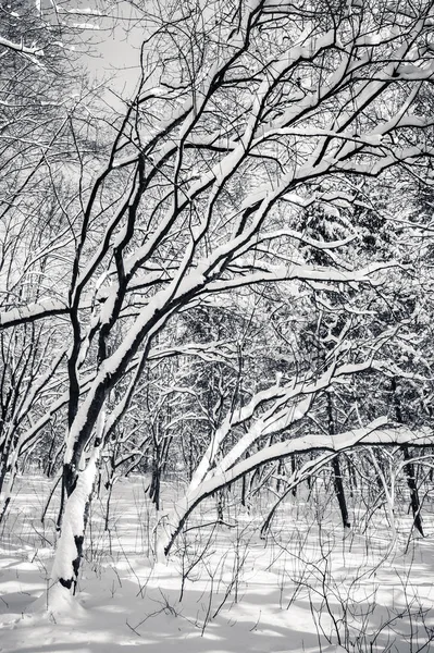 黑色和白色的雪覆盖着冬天的树 — 图库照片