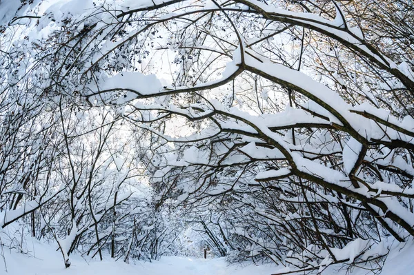 Neve coberto árvores de inverno — Fotografia de Stock