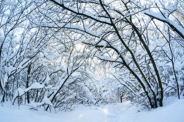 Árboles de invierno cubiertos de nieve — Foto de Stock