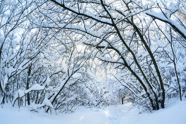 Schnee bedeckte Winterbäume — Stockfoto