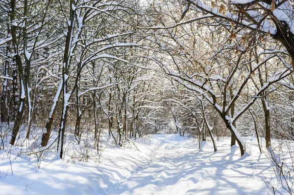 Зимние деревья покрыты снегом — стоковое фото