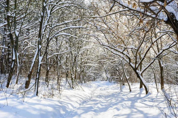 雪覆盖冬季树木 — 图库照片