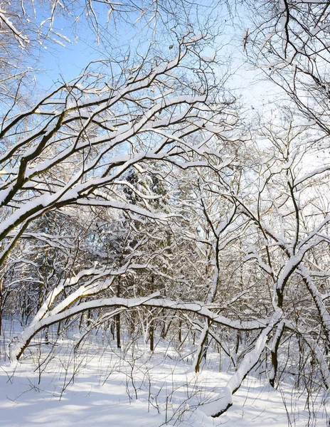 Pokryte śniegiem drzew zimą — Zdjęcie stockowe