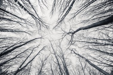 Siyah ve beyaz balıkgözü d kış ağaçlar