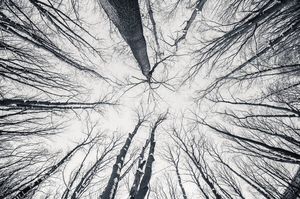 Black and white fisheye winter trees, sky at background