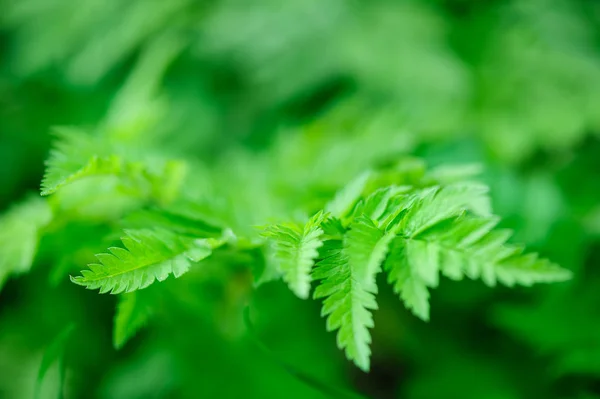 Green leaves macro background — Stock Photo, Image