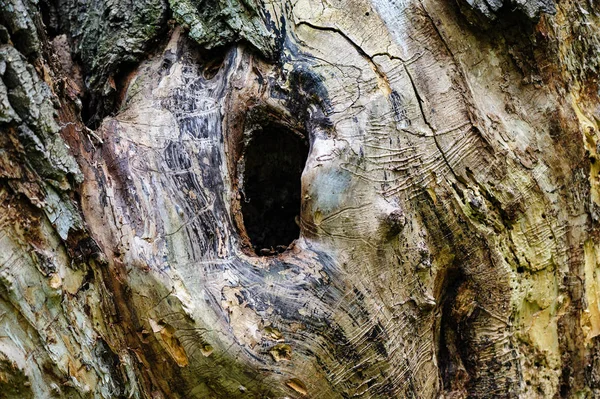 Hollow hole in a tree — Stock Photo, Image