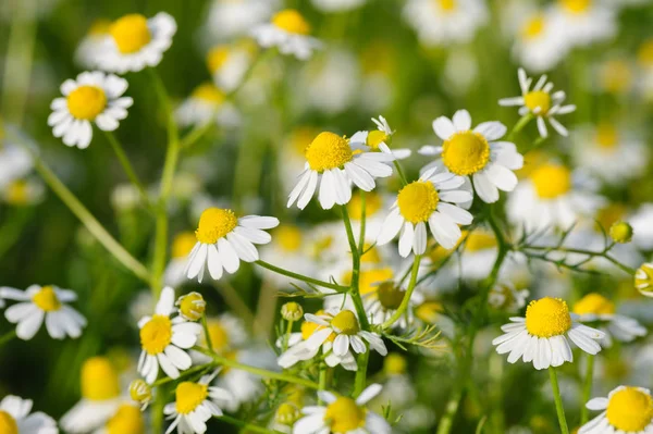 I fiori di camomilla crescono a prato — Foto Stock