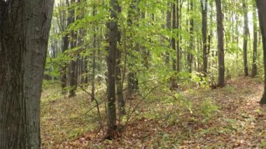 Güzel sonbahar ağaçları, dolup taşar