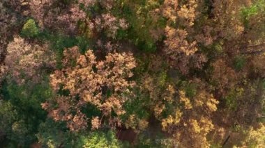 Sonbahar ormanı yukarıdan geliyor.