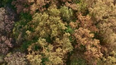 Sonbahar ormanı yukarıdan geliyor.