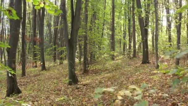 Прекрасні ранні осінні дерева — стокове відео