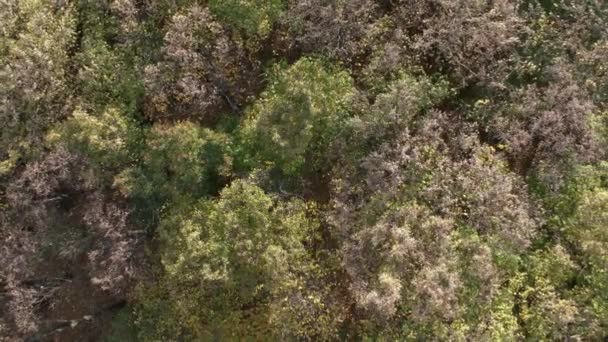 Directeurs forestiers du début de l'automne d'en haut 