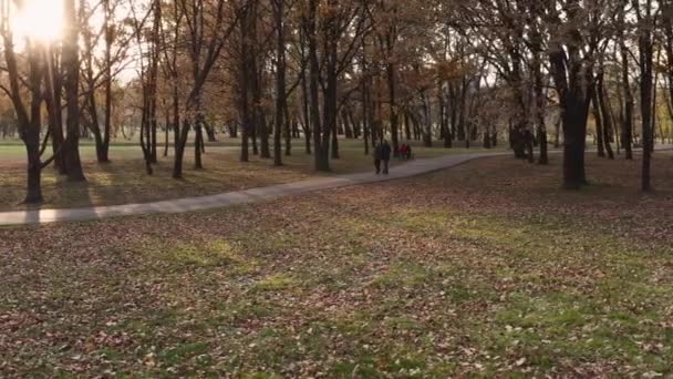 Beautiful early autumn park — Stock Video