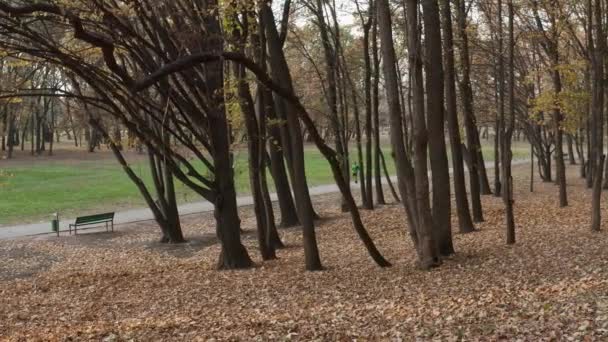 Beau parc début automne 