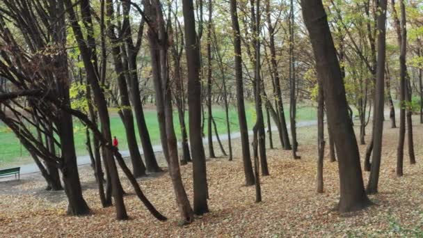 Prachtige vroege herfst park — Stockvideo