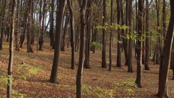 Gyönyörű kora ősz a parkban — Stock videók