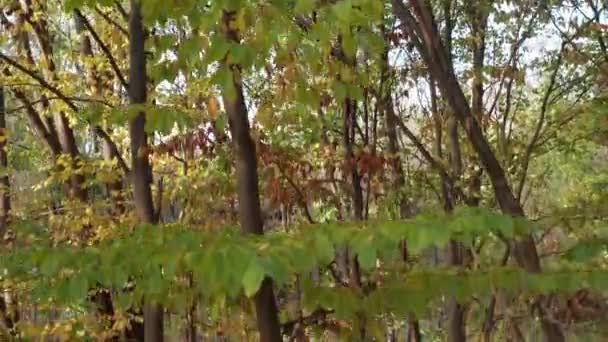 Prachtige vroege herfst in park — Stockvideo