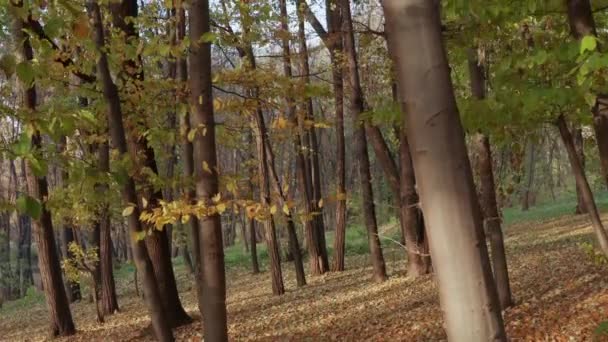 Hermosa principios de otoño en el parque — Vídeos de Stock