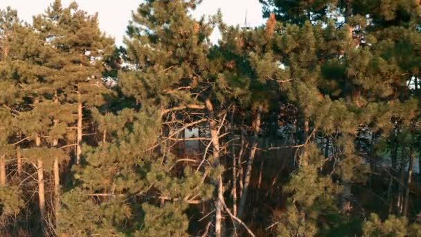 따사 로운 석양을 맞고 있는 소나무 — 비디오