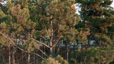 Gün batımının ılık ışığında çam ağaçları