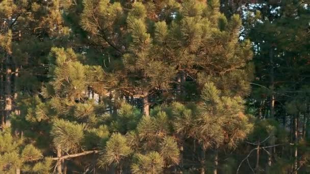 Árboles de pino en luz cálida de la puesta del sol — Vídeos de Stock