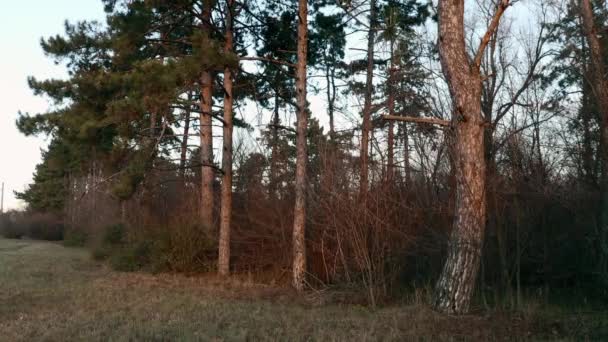 Dennenbomen in warm licht bij zonsondergang — Stockvideo