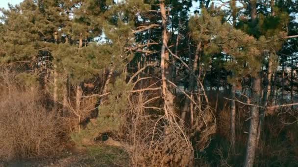 Pin arbres dans la lumière chaude du coucher du soleil 