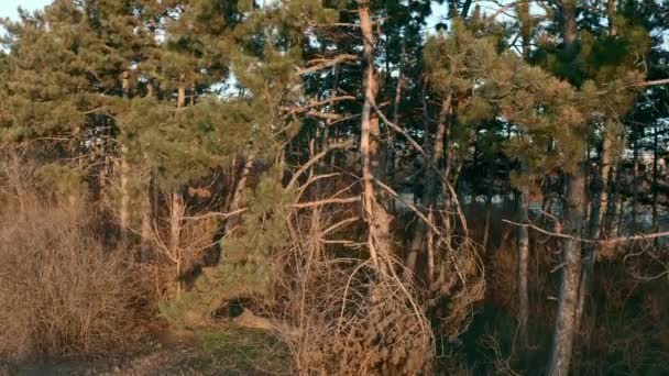 Árboles de pino en luz cálida de la puesta del sol — Vídeo de stock