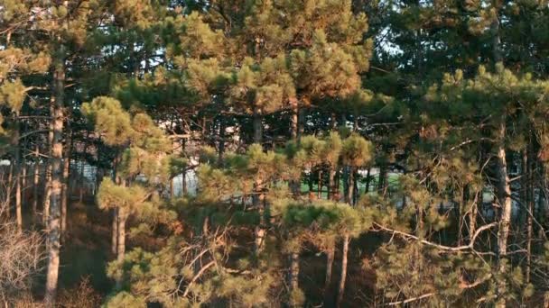 따사 로운 석양을 맞고 있는 소나무 — 비디오