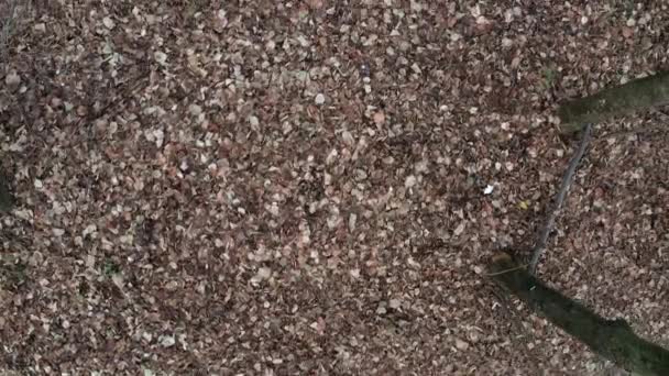 Feuilles brun automne tardif posées au sol, prises par le haut 