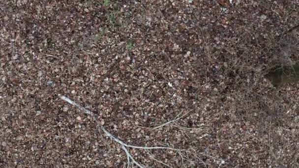 Késő ősz barna levelek feküdt a földön, lövés felülről — Stock videók