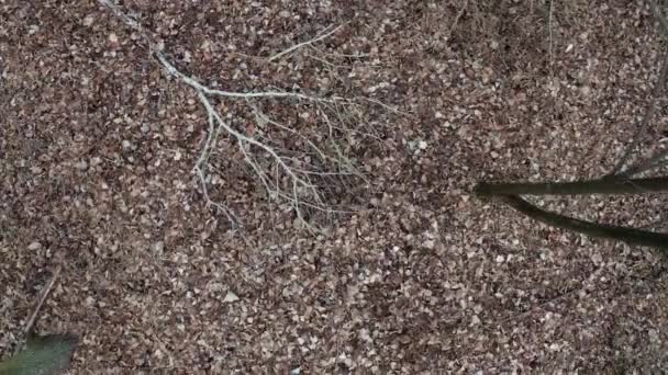 Feuilles brun automne tardif posées au sol, prises par le haut 